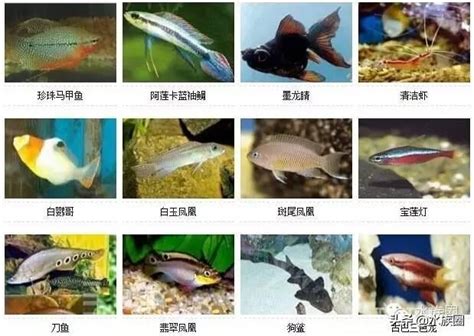 飼養魚的種類